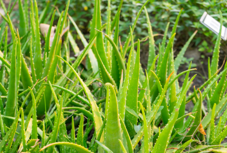 Aloe Ferox: An Overview