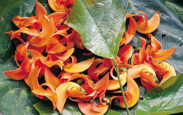 Butea Superba — the Thai botanical prized for centuries for natural vitality and performance