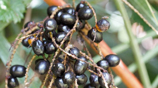 Saw Palmetto — the native American botanical that has supported men's health for centuries