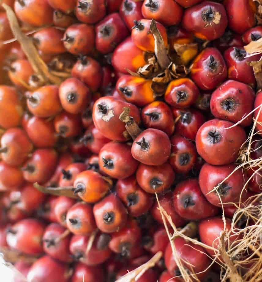 SAW_PALMETTO_BERRIES