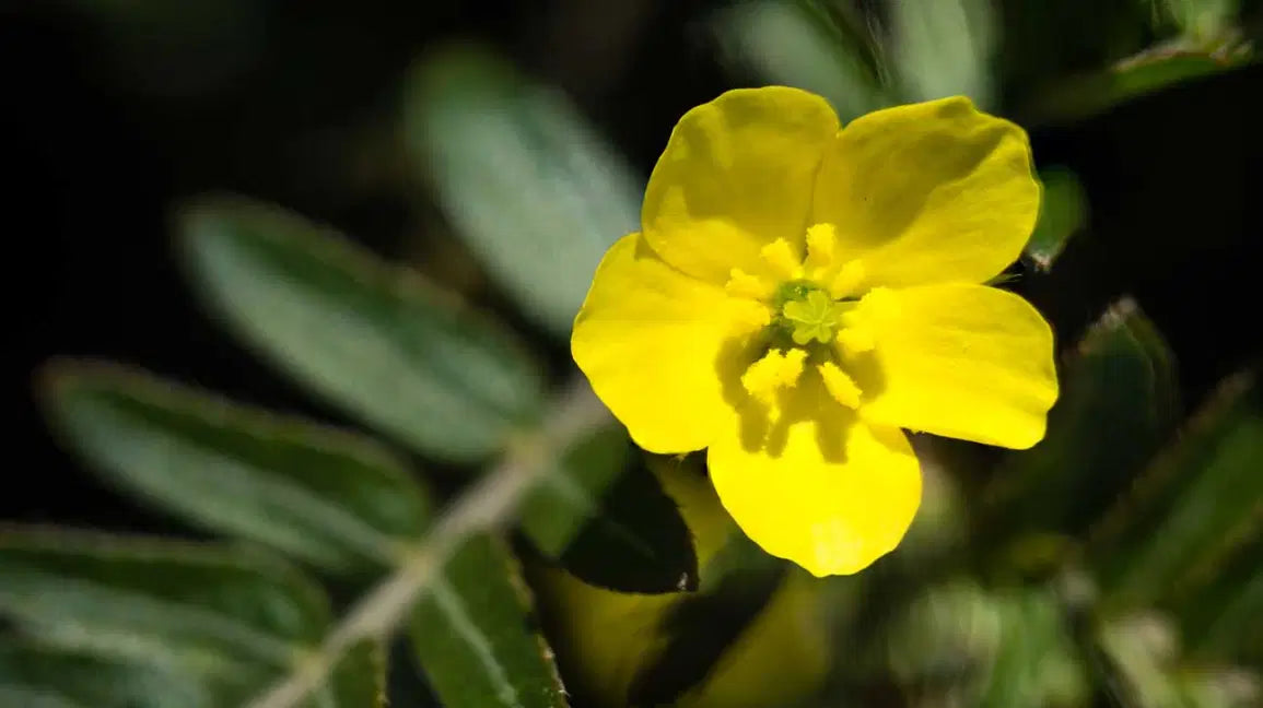 TRIBULUS_TERRESTRIS_FLOWER_PLANT